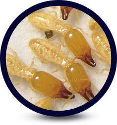  Care-Free Termite Protection, LLC; Specializing in Termites
Subterranean Termites
Scientific Name: Heterotermes aureus  This termite is part of the Rhinotermitidae family, which includes some damp wood termites and all subterranean termites. Distribution in the U.S.:  The subterranean termite is found in southeastern California and southern Arizona. Behavior: The subterranean termite feeds on many types of wood, including structural timbers in homes, utility poles, dead cactus trees and other desert trees.  This insect frequently  builds  mud tubes, including mud tubes that drop from the ceiling.  These tubes are typically yellowish and lighter in color than tubes made by the arid-land subterranean termite, which inhabits the same geographical areas. Do Desert Subterranean Termites Damage Homes? Desert subterranean termites are limited to the hottest, driest regions  in Arizona and California. This species causes very little damage to homes and buildings.  What Do Subterranean Termites Look Like? Subterranean termite alates measure 1/2 inch,  including the wings. They are tan or pale yellow in color. Soldiers have broad, dark-colored heads.  These soldiers look like the arid-land subterranean termite soldiers, except that the jaws of desert subterranean termite soldiers are narrower. When Do Termites Swarm?  The subterranean termite typically swarms during the summer rainy season, from July to September. This termite swarms at dusk, after a rain.
