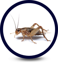 What Causes Cricket Infestations?
For many homeowners, a cricket infestation can pose quite a problem. Aside from their incessant chirping, crickets can also cause plenty of damage to your home. Generally, crickets will feed on an array of different foods, fabrics, wallpaper, fruit and other items. Crickets also have a tendency to gather around lights and other areas in your home. A basic house cricket will be between 3/4 and 7/8 inches long and will be colored a yellowish brown. House crickets will have long antennas and wings that lay flat across their backs. While house crickets will most often live and breed in garbage, they may seek refuge in your home when the temperature begins to drop. Because a female cricket can lay roughly 720 eggs at one time, an infestation can spread quickly. To limit the chance of an infestation, you should fill any gaps or crevices in your baseboards and other dark areas.
Next, try to reduce the openings into your home. For instance, if your windows are open, you should always have some type of screen in place to prevent insects from entering your home. Also, if you have any damp and dark areas in your basement, you may want to remove the moisture to prevent crickets from gathering there. Also, by keeping your lawn trimmed and free of weeds, you'll reduce your chances of experiencing a cricket infestation. Use caulking and sealing to cover any cracks or crevices in the foundation of your home as well. If you have a fireplace, do not store your firewood directly next to the foundation of your home since this can be another popular breeding ground for crickets. While one or two crickets in your home shouldn't be of much concern, you may want to consider installing insect traps if this becomes a problem.
