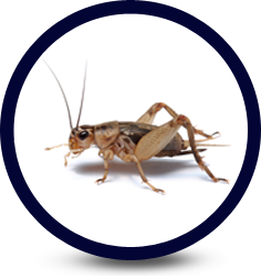 Cricket Infestation