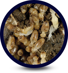 Termite Infestation