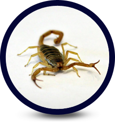 Scorpion Infestation