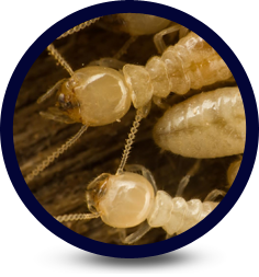 Termite Protection